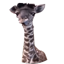 David Flores profile picture